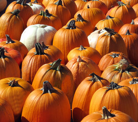 An assortment of pumpkins for fall, Thanksgiving and Halloween decorating and baking pies
