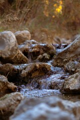 Stream in the forest