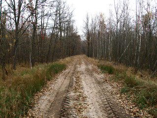 Fall forest road with bare trees and fallen foliage beneath them. Dull, bleak and deserted forest in late autumn. Overcast season. Forest on the eve of winter