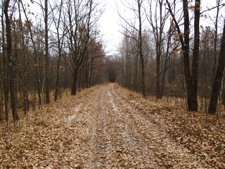 Fall forest road with bare trees and fallen foliage beneath them. Dull, bleak and deserted forest in late autumn. Overcast season. Forest on the eve of winter
