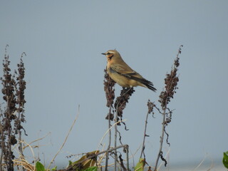 The little bird clings to a tall, delicate plant