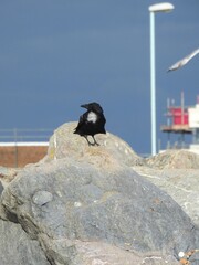 A black crow on a large rock on a pebble beach