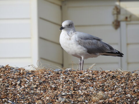 A white-and-gray seagull is standing on a rocky beach