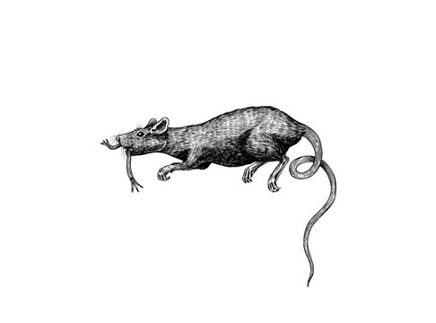 Rat or mouse with cheese. Graphic wild animal. Hand drawn vintage sketch. Engraved grunge elements.