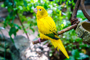 Yellow parrot