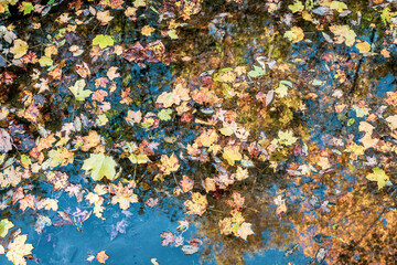Autumn puddle