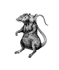 Rat king or mouse. Graphic wild animal. Hand drawn vintage sketch. Engraved grunge elements.