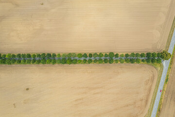 Aerial view of a long alley of green trees between the field. Perfect synchrony, symbol of idealism.