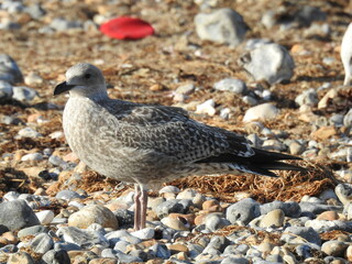 A white and brown seagull is standing on a pebble beach