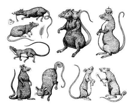 Illustration of a rat king