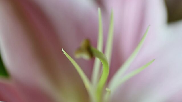 Flower Closeup | Water Drop on the colorful flower