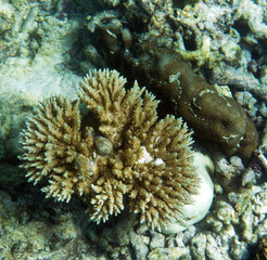 Naklejka na ściany i meble A close view of coral