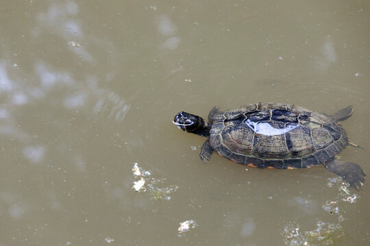 A close view of a  river cooter