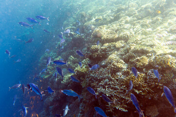 A view of large group of fishes
