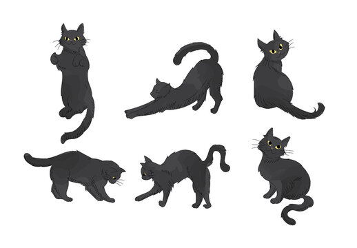 Black Cats Kittens