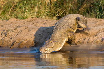 crocodile in the water