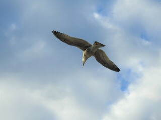 Fototapeta premium Seagull in flight against the sky with white clouds