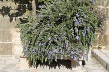 Purple flower of Rosmarinus officinalis in Matera, Italy
