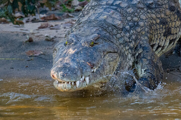 Crocodile on the riverbank