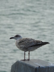 A gray and brown gull stands on a square pole