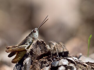 grasshopper sitting on a leaf