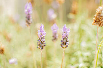 Lavanda