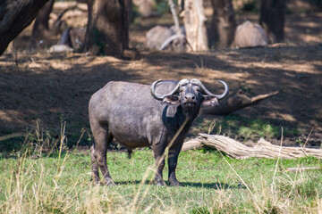 Fototapeta na wymiar buffalo