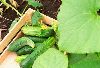 Small cucumbers in a box in a greenhouse. Close-up. selective focus
