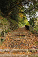 Road in autumn