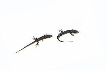 Small lizards that have just hatched from eggs isolated on a white background