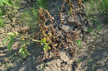 Green stalks of potatoes suffered from drought. Cracked soil in the dry season affected by global warming.