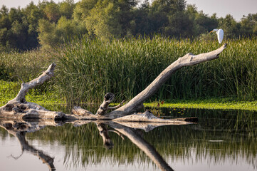 pelicans on a tree