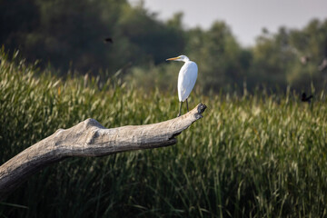 great blue heron