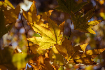 Sun peaking through autumn leaves