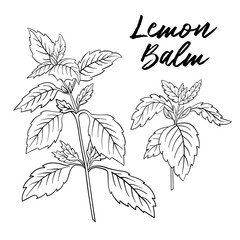 stock vector melissa lemon balm black and white hand drawn illustration - obrazy, fototapety, plakaty