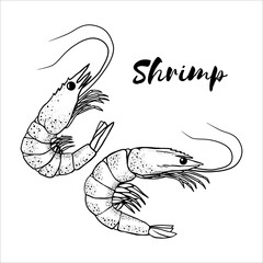 Stock vector shrimp illustration hand drawn sketch style black and white