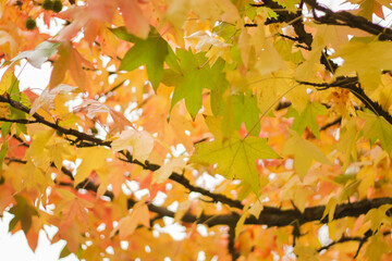 Yellow tree in a city park.