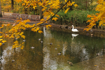 Fototapeta premium Lake in autumn with geese and ducks.