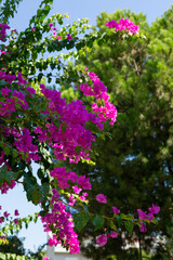 Obraz na płótnie Canvas pink flowers of begonvil in the garden