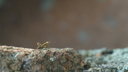 Grasshopper on rock