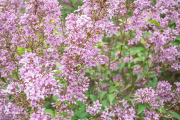 Obraz premium A branch of lilacs, a beautiful spring background of flowers