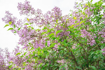Fototapeta premium A branch of lilacs, a beautiful spring background of flowers