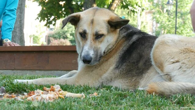 Homeless hungry street dog look at food left by people in box on the street
