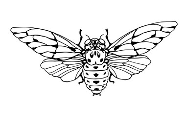 Cicada in doodle style. Hand drawn clip art.