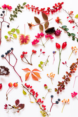 autumn plants on the  white background.