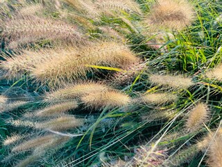 Different ornamental grasses in the garden. copy space