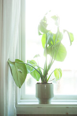 Green monstera plant in pot