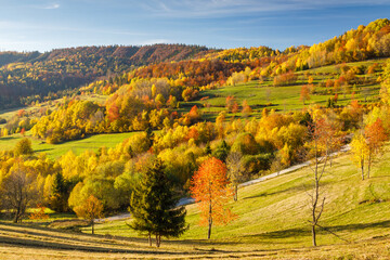Obraz premium A landscape of trees in autumn colors. The Mala Fatra national park in northwest of Slovakia, Europe.
