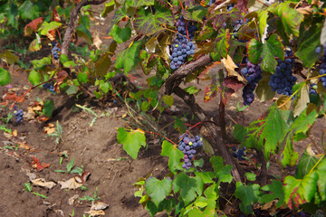 Black ripe grapes and vine in the vineyards of moldova.