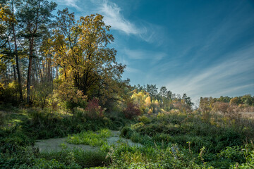 Bank of the river with a tree on the background of the forest.